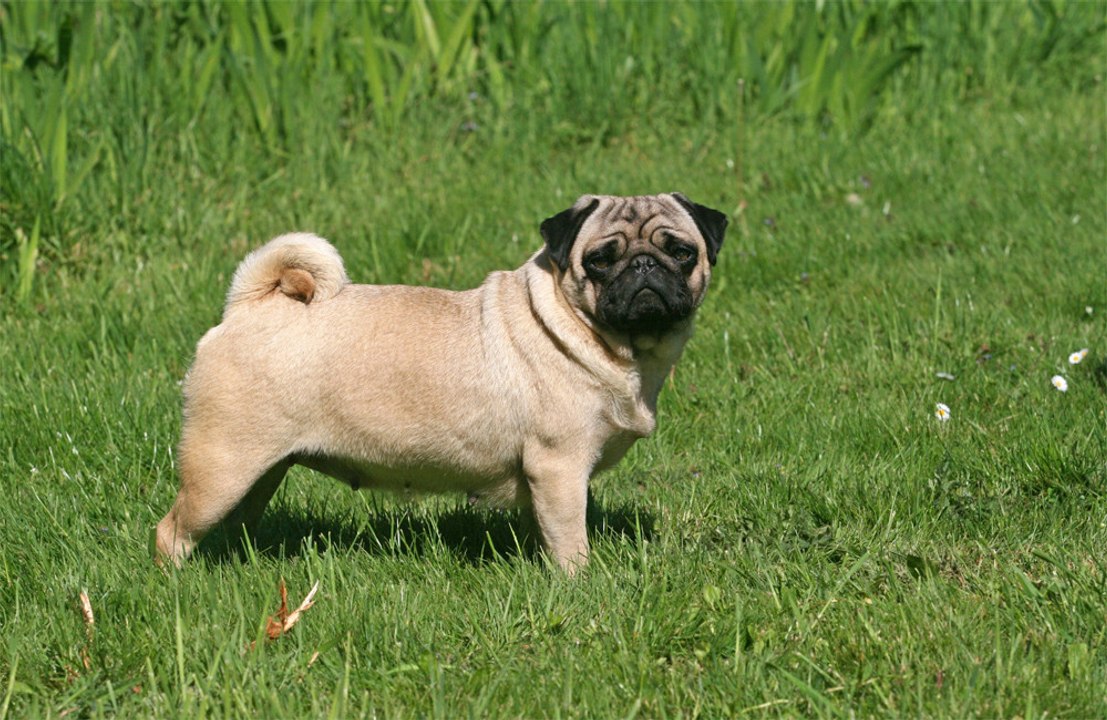 Dogs have been bred to have human facial expressions