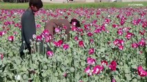 Los talibanes que gobiernan Afganistán prohíben el cultivo de amapolas