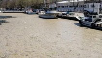 Komisyon raporu çıktı: Marmara Denizi'ni kaplayan müsilajın ana nedeni sudaki besin maddeleri oranının artması