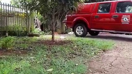 Abelhas trazem risco a moradores no Santo Onofre e Defesa Civil é acionada para retirada de enxame
