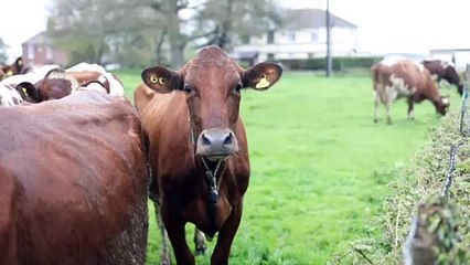 Farmer's thoughts on milk price rise