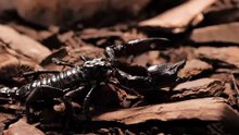 black-scorpion-walking-closeup
