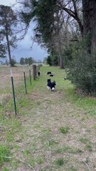 Obedient Dogs Don't Chase Hogs