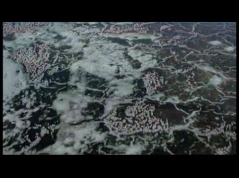 Les ailes pourpres : le mystère des flamants