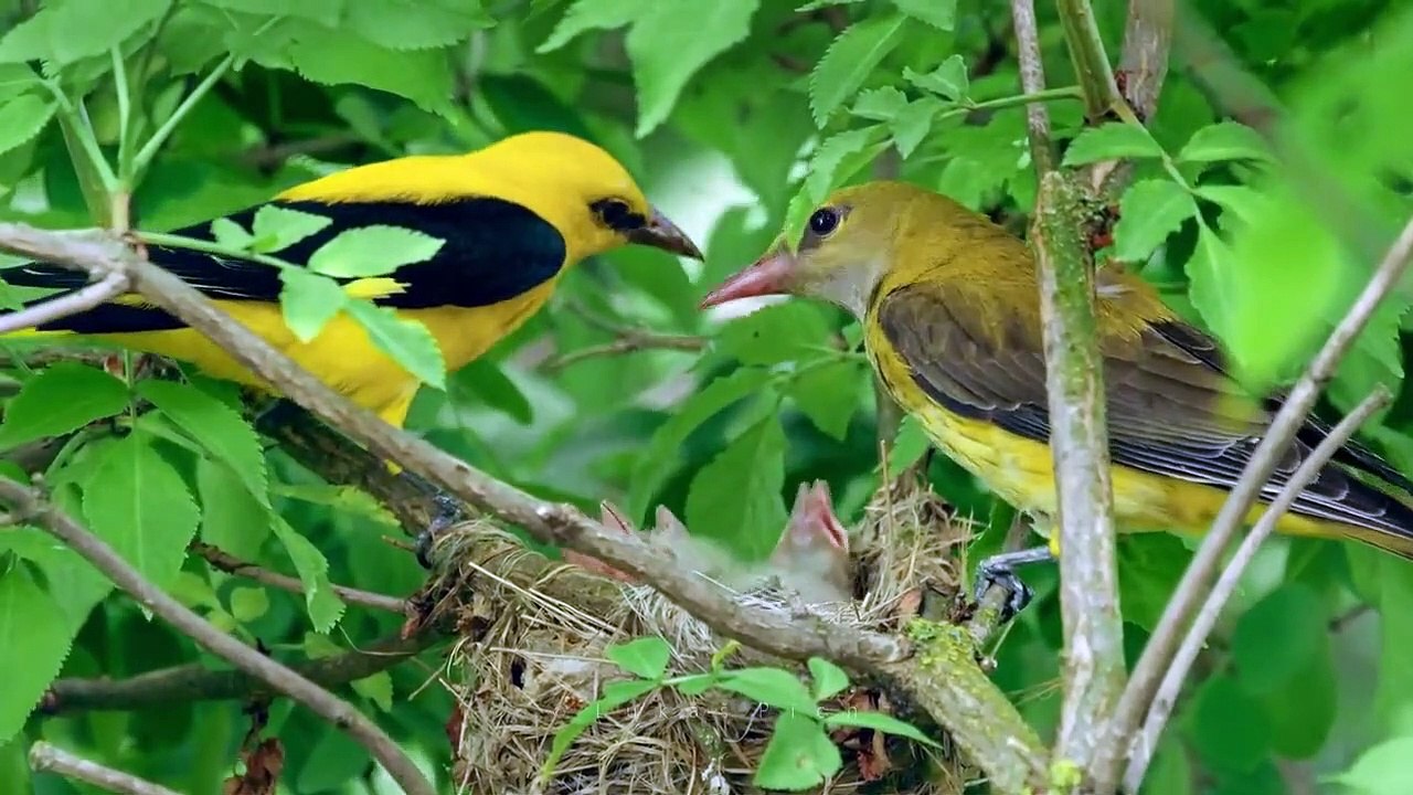 Burung Kepodang