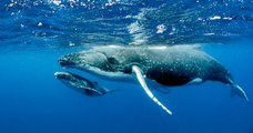Un an après, une scientifique retrouve les baleines à bosse qui l'ont sauvée d'une attaque de requin