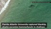 This Huge Hammerhead Shark Goes After These Smaller Sharks In This Dramatic Video