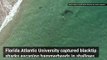 This Huge Hammerhead Shark Goes After These Smaller Sharks In This Dramatic Video