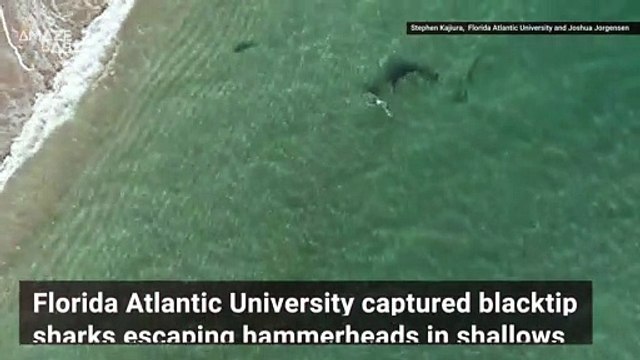 This Huge Hammerhead Shark Goes After These Smaller Sharks In This Dramatic Video