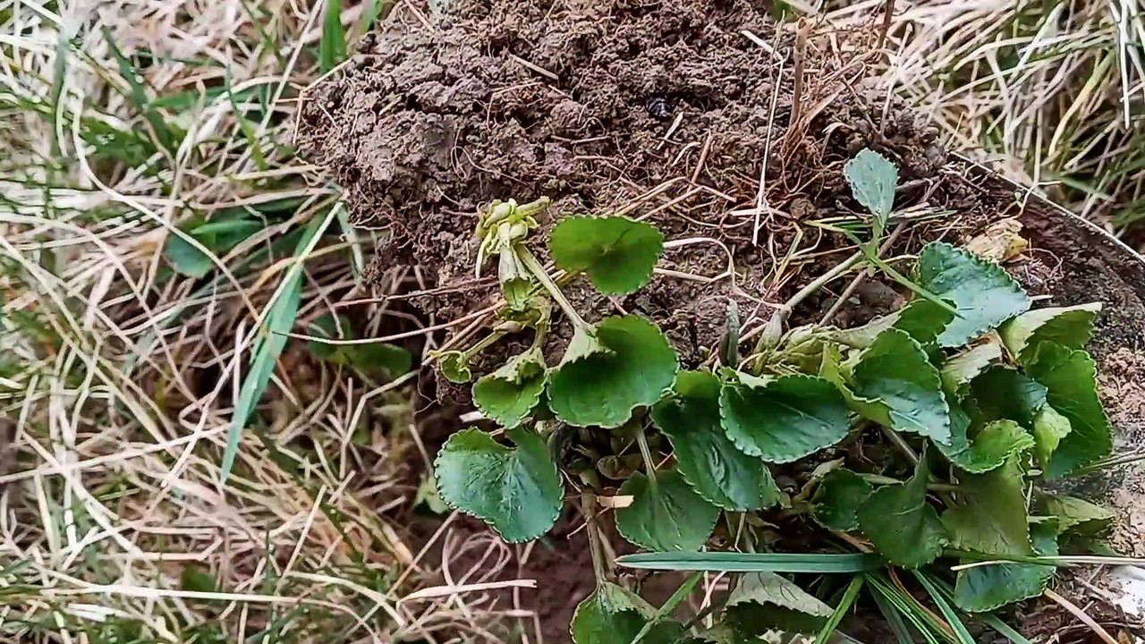 How to PROPERLY Plant a Bush
