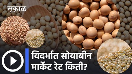 Soyabean rate: विदर्भात सोयाबीन मार्केट रेट किती? | Soyabean Rate Today
