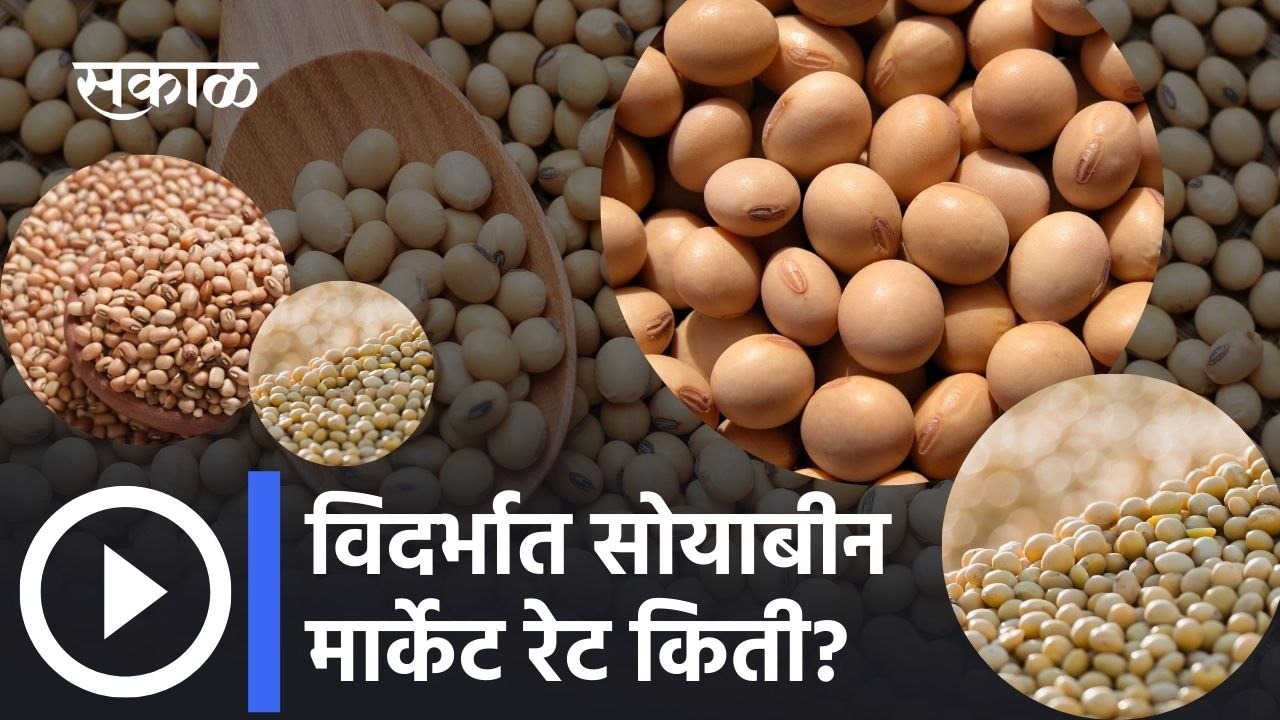 Soyabean rate: विदर्भात सोयाबीन मार्केट रेट किती? | Soyabean Rate Today