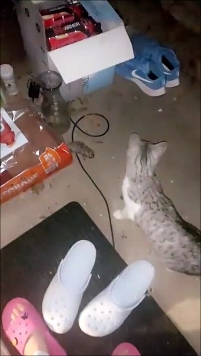 Son chat lui fait un joli cadeau... Paf, la souris