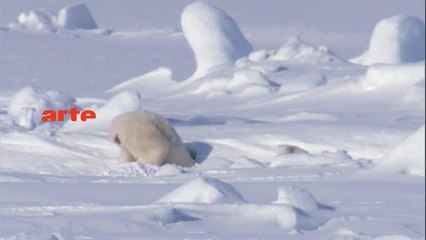 L'ours polaire, une espèce menacée ?