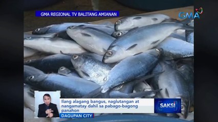 Ilang alagang bangus, naglutangan at nangamatay dahil sa pabago-bagong panahon | Saksi