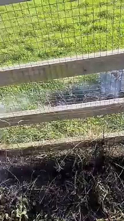 Yew Tree Farm in Bristol targeted by arsonists