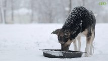 Guerre en Ukraine : les animaux fuient aussi