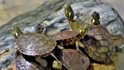 Endangered Green Turtles Are Making A Comeback In The Seychelles