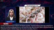 Avian flu continues to spread to more Minnesota poultry flocks - 1breakingnews.com