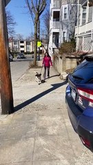 Puppy Bounces Down Sidewalk