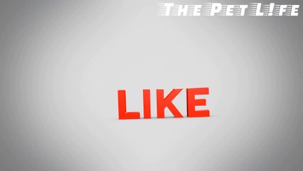 Top Funniest  Dogs And  Cats - Awesome Funny Pet Animals Videos"