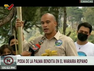 Poda de la palma bendita en el Waraira Repano da inicio a las actividades de Semana Santa