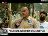 Poda de la palma bendita en el Waraira Repano da inicio a las actividades de Semana Santa