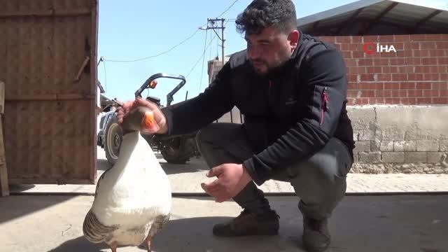 Kesmek için aldığı kaz, can dostu oldu