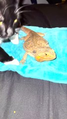Cat Rubbing Against Bearded Dragon