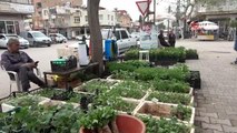 Günde 10 bin fide satılıyor... Vatandaşlar kendi domates, salatalık ve biberini yetiştirmek için fidecilere akın ediyor