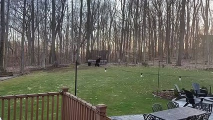 Black Bear Climbs onto Trampoline