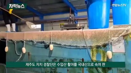 [자막뉴스] 국내산으로 둔갑한 일본산 참돔…대형 호텔·횟집도 속아