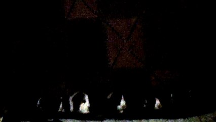 CAVIA PORCELLUS PIXIE CJ CLOVER TURMERIC PIXIE PARSLEY CLOVER IRIS RJ 102_8284