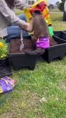 Gaitlyn Rae Yard Work Excuse me Ive got yard work to do ok... my mom needs my help!