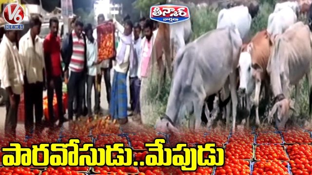 Farmer Threw Tomatos To Cattle Due To Tomato Prices Drop In Market _ Nirmal _ V6 Teenmaar