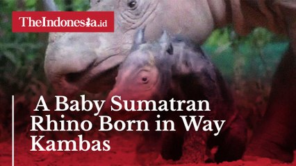 A Baby Sumatran Rhino Born in Way Kambas