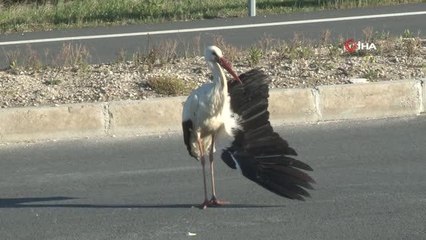 Göç yolculuğunda kanadı kırılan leylek ölmek üzereyken kurtarıldı
