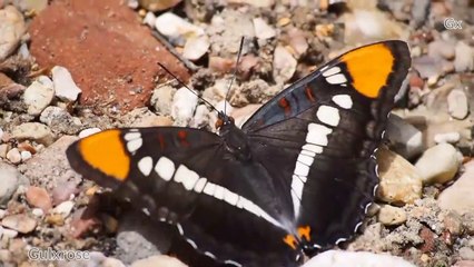 1k Most Beautiful Butterflie Relax Music #Gulxrose #trending #viral #subscribe #vlog