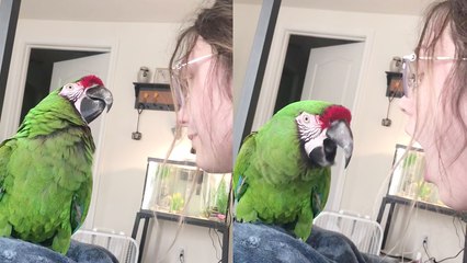 'This video of an observant macaw mimicking her owner is CUTENESS GOALS'