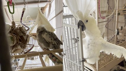 'Playful cockatiel treats owner to a game of peekaboo *CUTENESS OVERLOADED*'