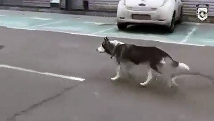 Cão e dono reencontram-se após serem separados pela violência em Bucha