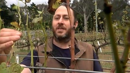 Wineries struggling to meet demand due to damaged crops