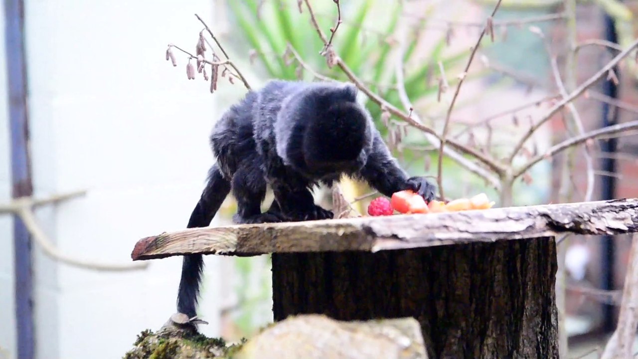 Lotherton Hall's Goeldi’s monkeys