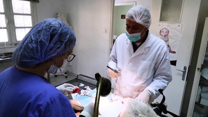 الكلاب الضالة تثير القلق في دول المغرب العربي