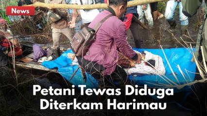 Petani Tewas Diduga Diterkam Harimau, Kepala Ditemukan 1,5 Meter Dari Tubuh !!