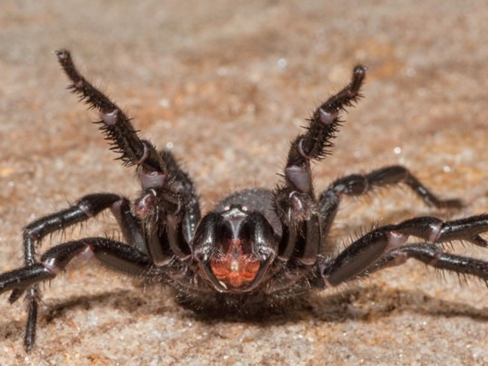 'Spinnenwand': Starkregen treibt Krabbler in Australiens Häuser
