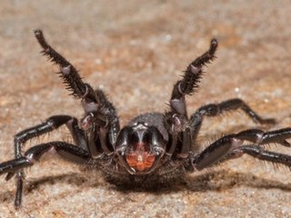 "Spinnenwand": Starkregen treibt Krabbler in Australiens Häuser