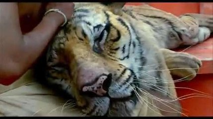 L'Odyssée de Pi (bande-annonce)