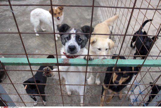 Ces chiens de laboratoire n'avaient jamais vu le jour. Leur libération va vous émouvoir