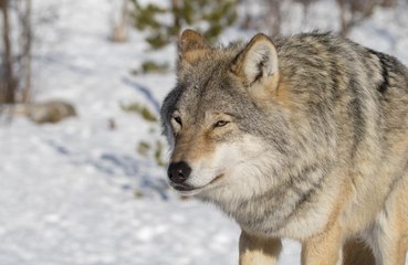 Misión de rescate para poner a salvo a un león y un lobo de un zoo ucraniano